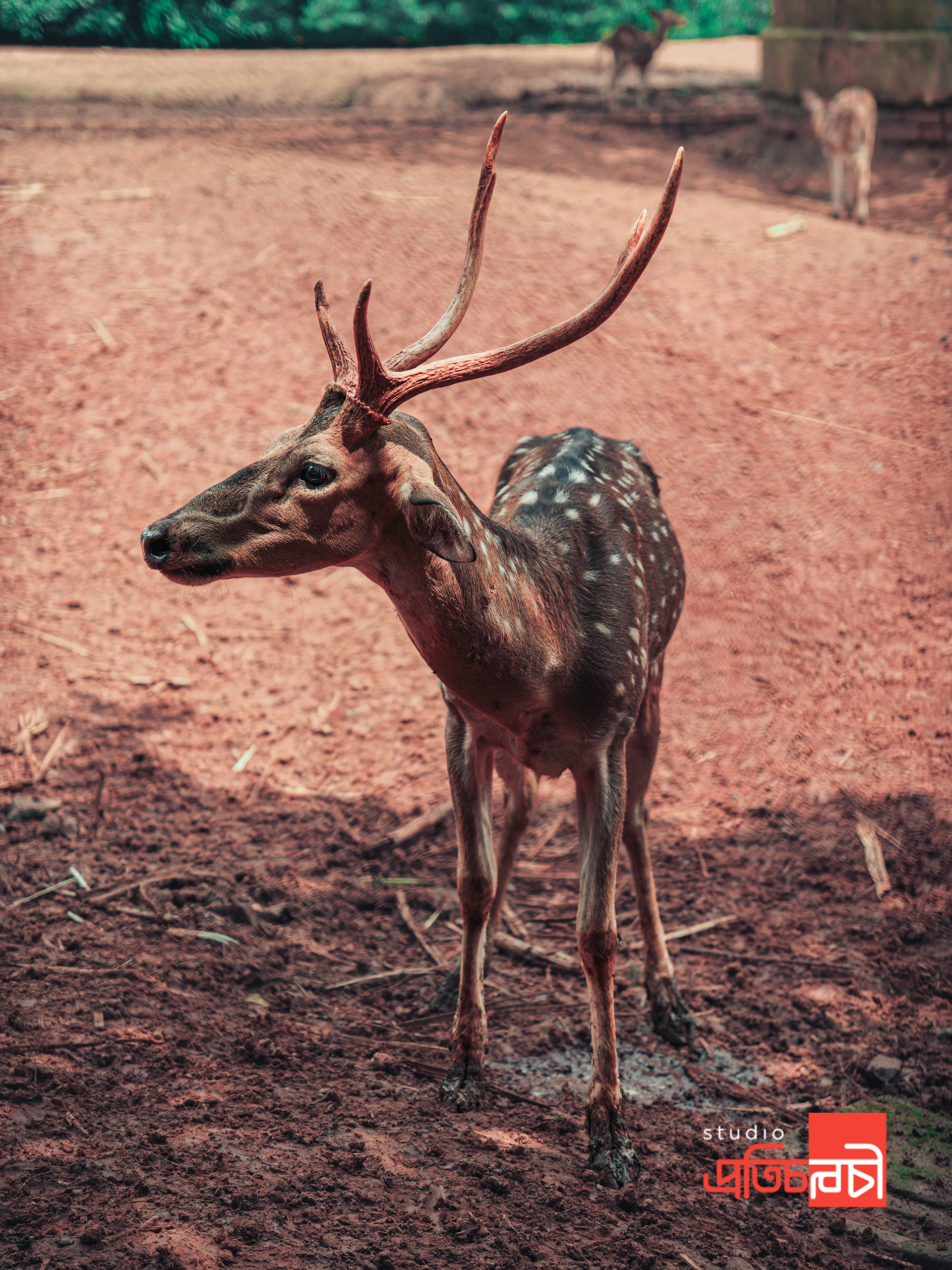 নীরব উপস্থিতি